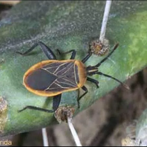 thumbnail for publication: Cactus Bug, Chelinidea vittiger aequoris McAtee (Insecta: Hemiptera: Coreidae)